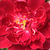 Fialová - bordova - Parkové růže - Cardinal Hume